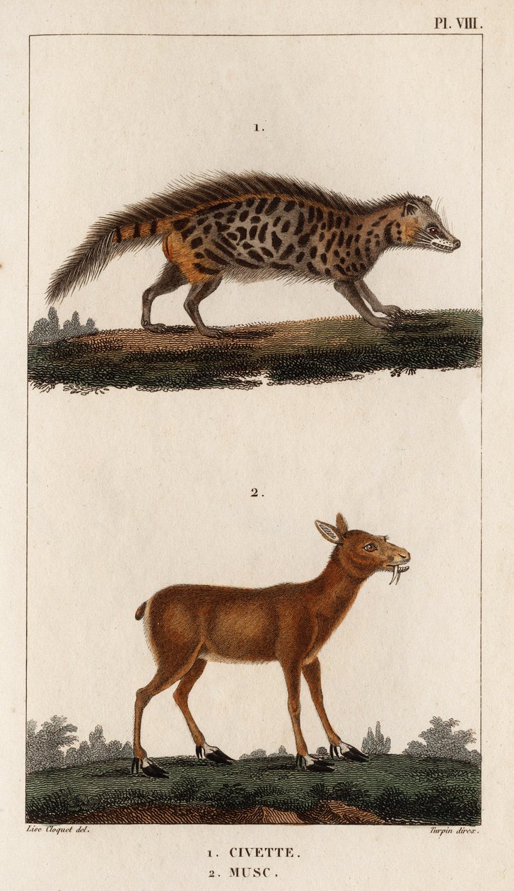 Civet og Musk." "Fauna des Mdecins eller historien om dyr og deres produkter av Hippolyte Cloquet" - Bind 6 - 1825. av Hippolyte Cloquet