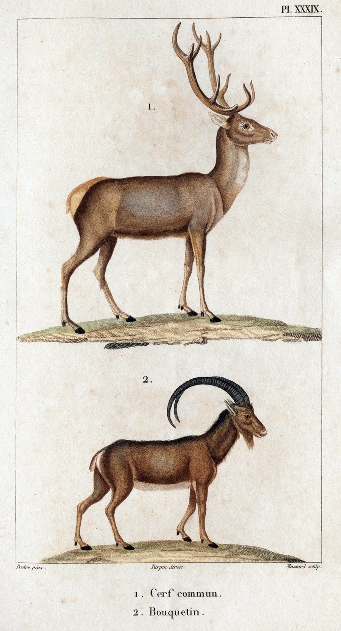 Hjort og steinbukk." "Fauna des Mdecins eller historien om dyr og deres produkter av Hippolyte Cloquet" - bind 6 - 1825. av Hippolyte Cloquet
