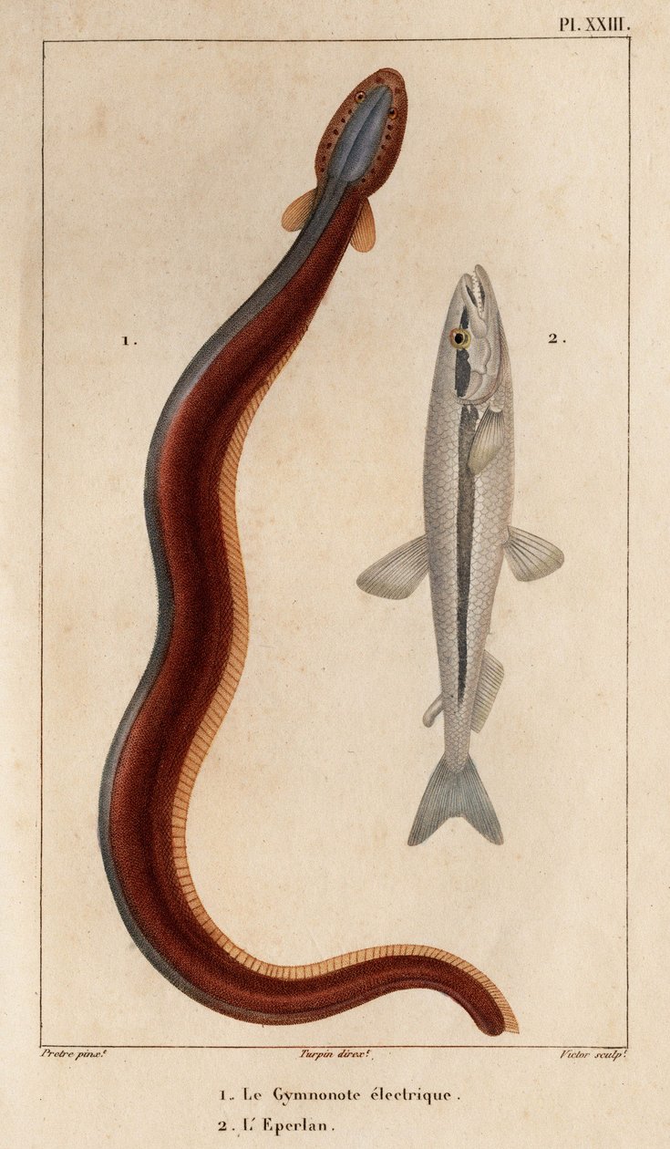 Electric Gymnonote og Smelt." Fauna des Mdecins eller historien om dyr og deres produkter av Hippolyte Cloquet» - bind 6 - 1825. av Hippolyte Cloquet