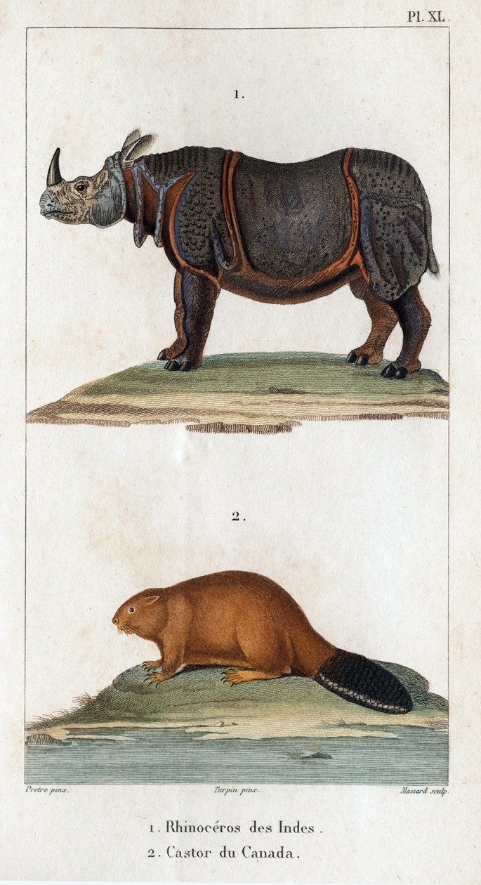 India neshorn og kanadisk bever. Fauna des Médecins eller historien om dyr og deres produkter av Hippolyte Cloquet» - bind 6 - 1825. av Hippolyte Cloquet