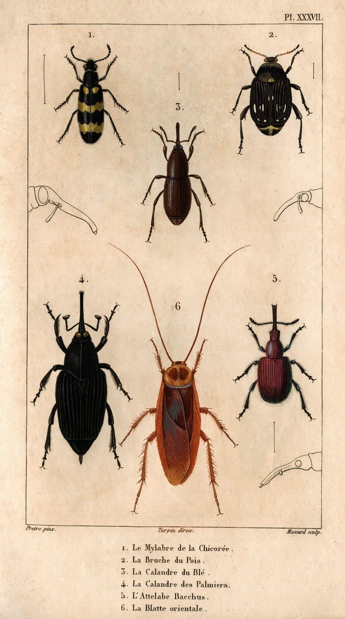 Sikorimylabraen, ertesviten, hvetenettet, palmetettet, Hitch Bacchus, den orientalske kakerlakken i ""Fauna of Doctors or the History of Animals and their Products by Hippolyte Cloquet"" - bind 6 - 1825. av Hippolyte Cloquet
