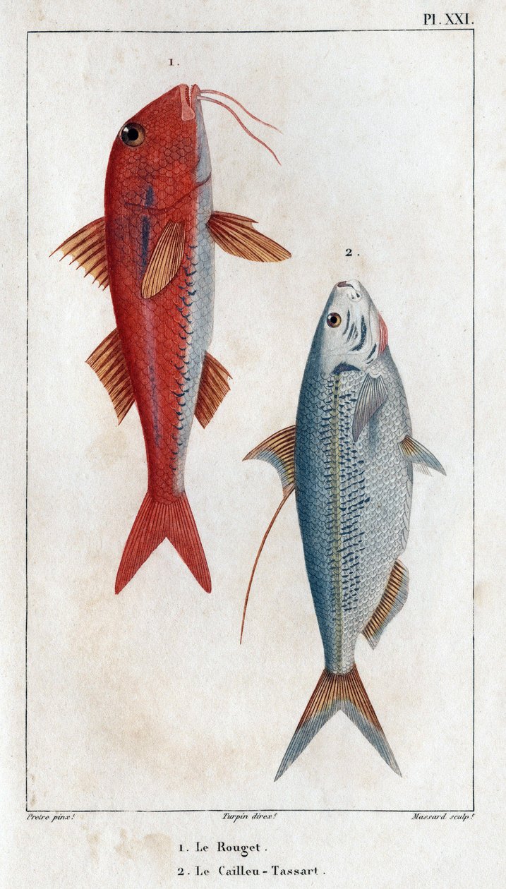 Rouget og Caillou-Tassart (Caillou Tassart). I ""Fauna des Medecins eller historien om dyr og deres produkter av Hippolyte Cloquet"" - bind 6 - 1825. av Hippolyte Cloquet