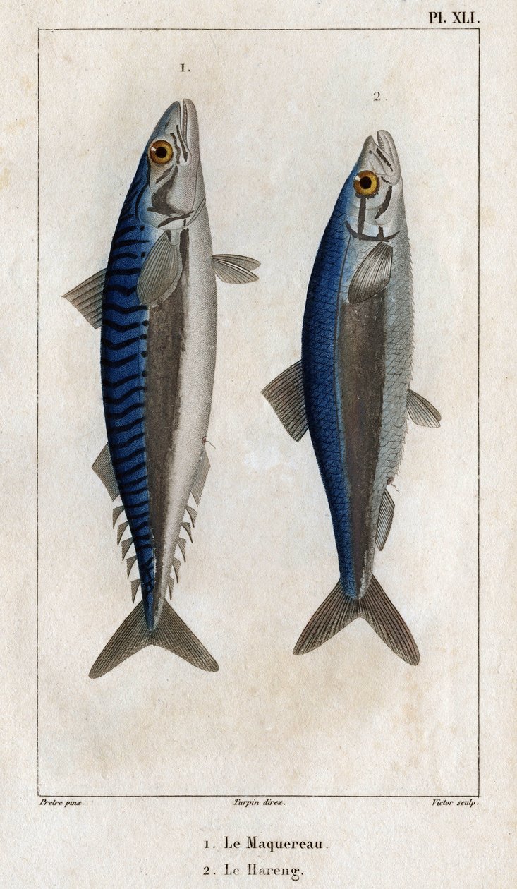 Makrell og sild. Tallerken fra "" Legenes fauna eller historien til dyr og deres produkter" av Hippolyte Cloquet