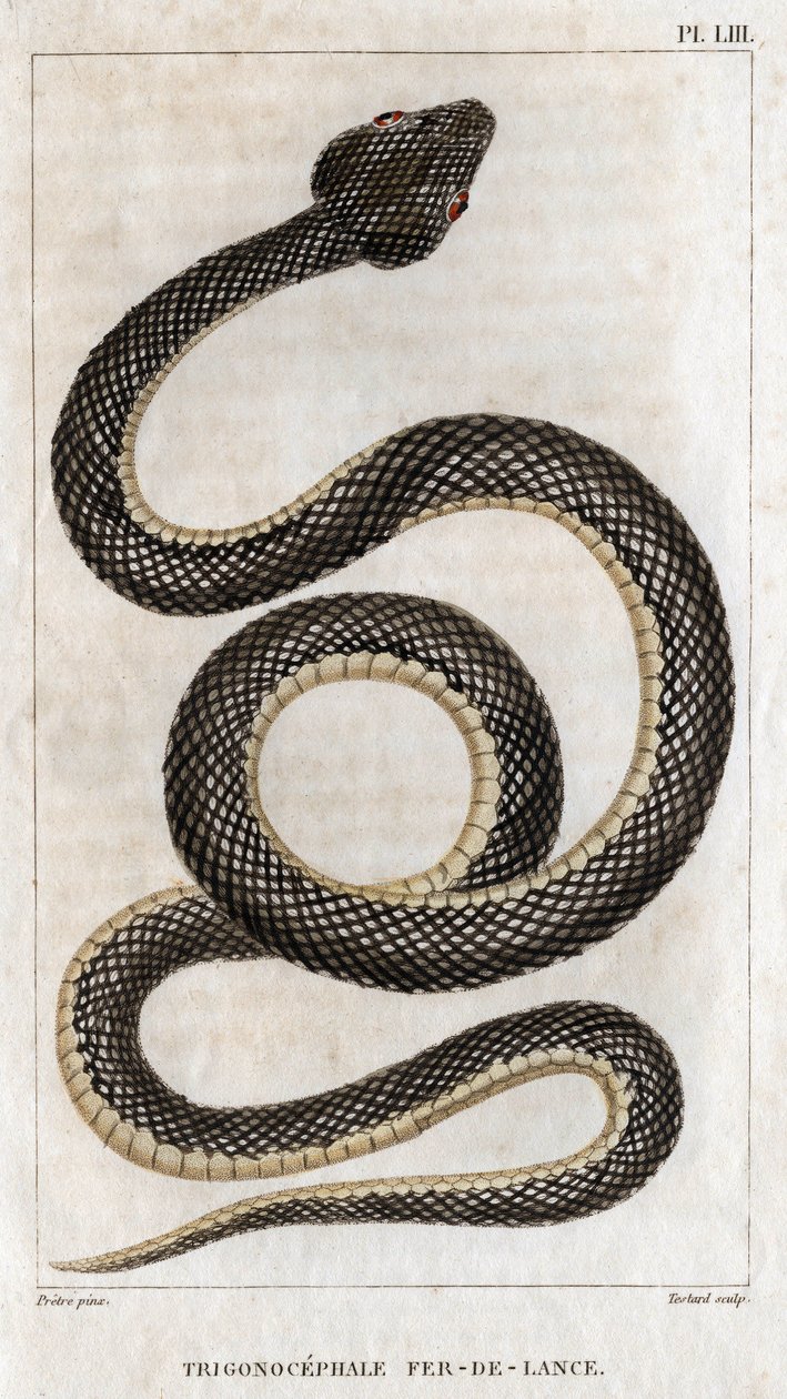 Representasjon av trigonocephale - spydspiss: reptil. Tallerken fra "" Legenes fauna eller historien til dyr og deres produkter" av Hippolyte Cloquet