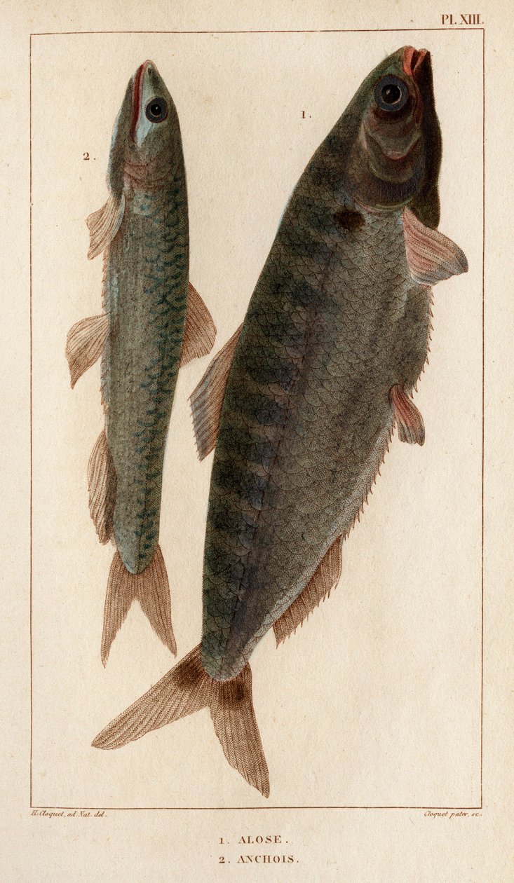 Shad and Ansjos." "Fauna des Mdecins eller historien om dyr og deres produkter av Hippolyte Cloquet" - Bind 6 - 1825. av Hippolyte Cloquet