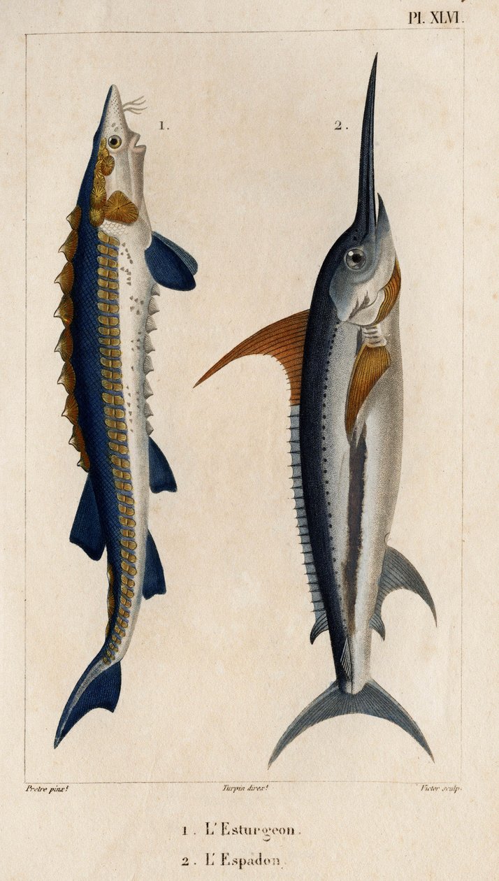 Sturgeon and Swordfish.”” Fauna des Mdecins ou histoire des animaux et de leurs produits par Hippolyte Cloquet” - Volume 6 - 1825.   1402894   no       norwegian Successfully Translated  Original: Ballonklokje en libelle Translat: Ballonklokje en libelle 1 av Hippolyte Cloquet