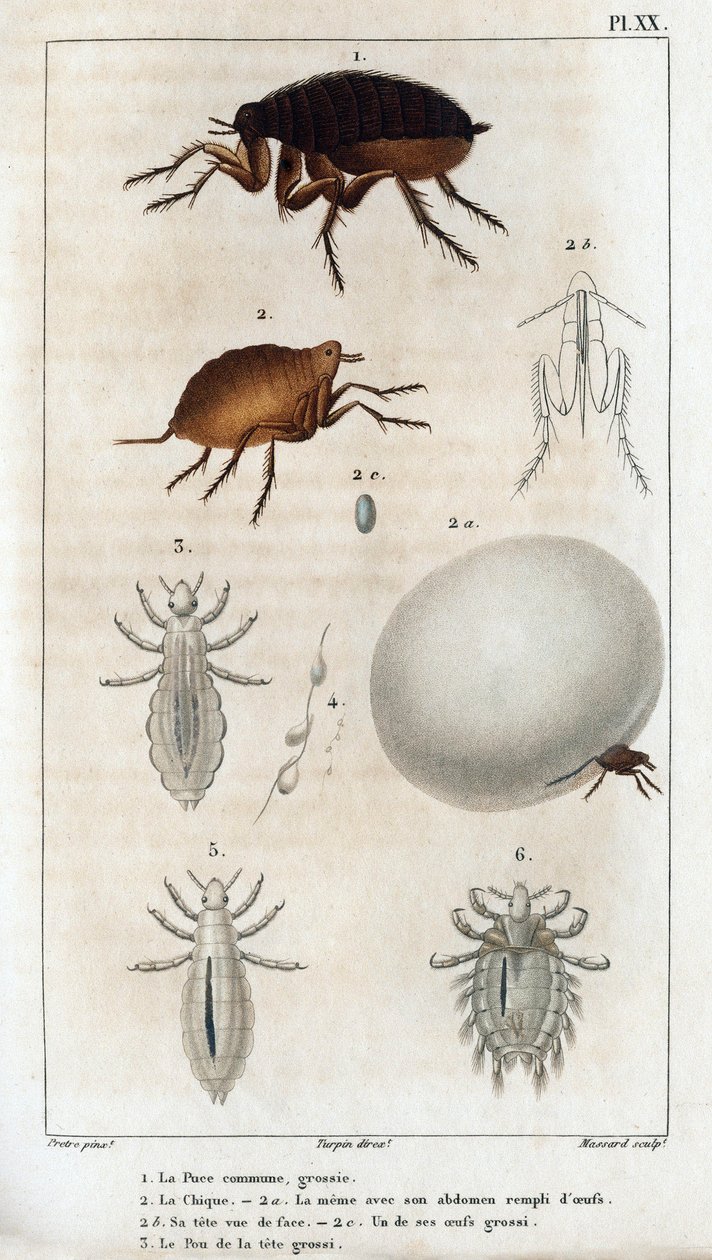 The Common Chic, Pou.» Fauna des Médecins eller historien om dyr og deres produkter av Hippolyte Cloquet» - Bind 6 - 1825. av Hippolyte Cloquet