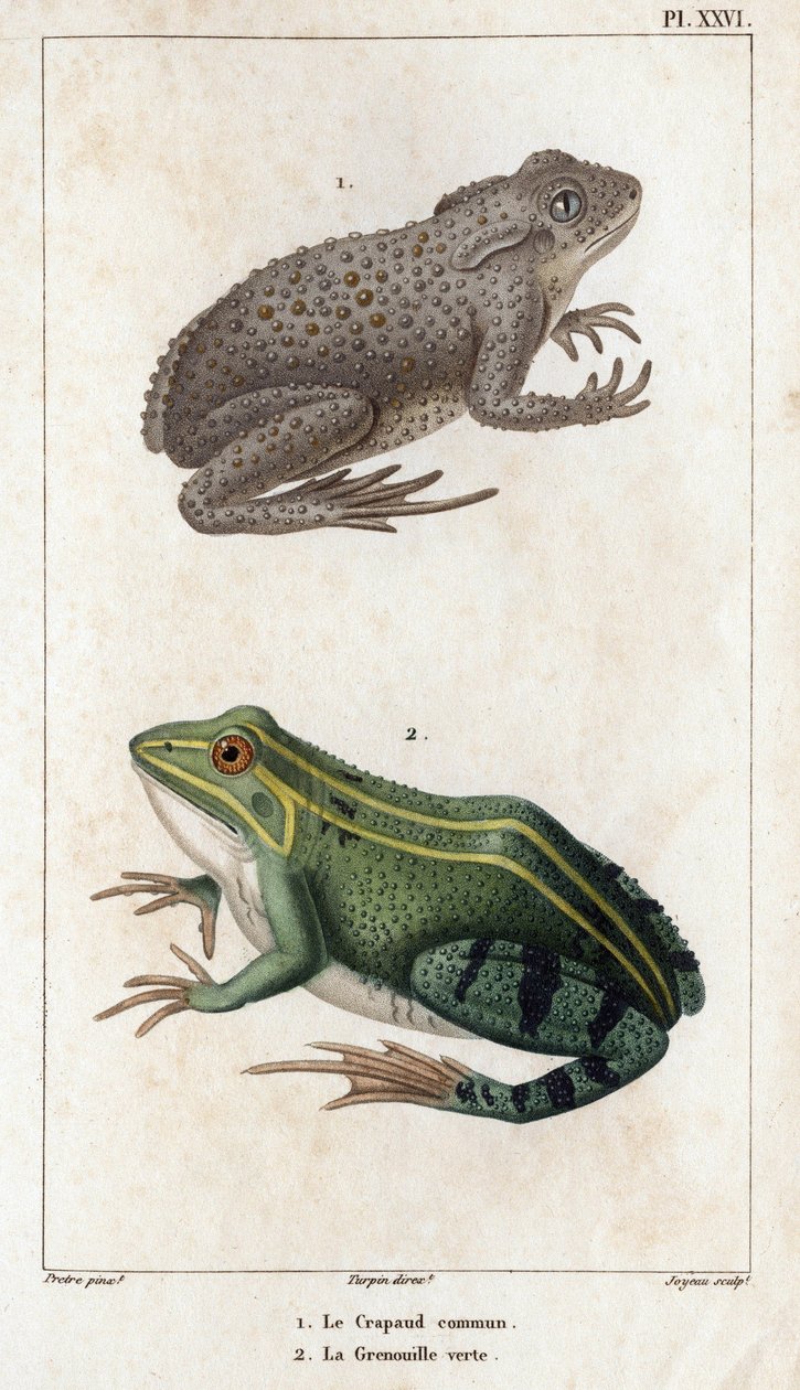 Den vanlige padden og den grønne frosken." Fauna des Mdecins eller historien om dyr og deres produkter av Hippolyte Cloquet" - Bind 6 - 1825. av Hippolyte Cloquet