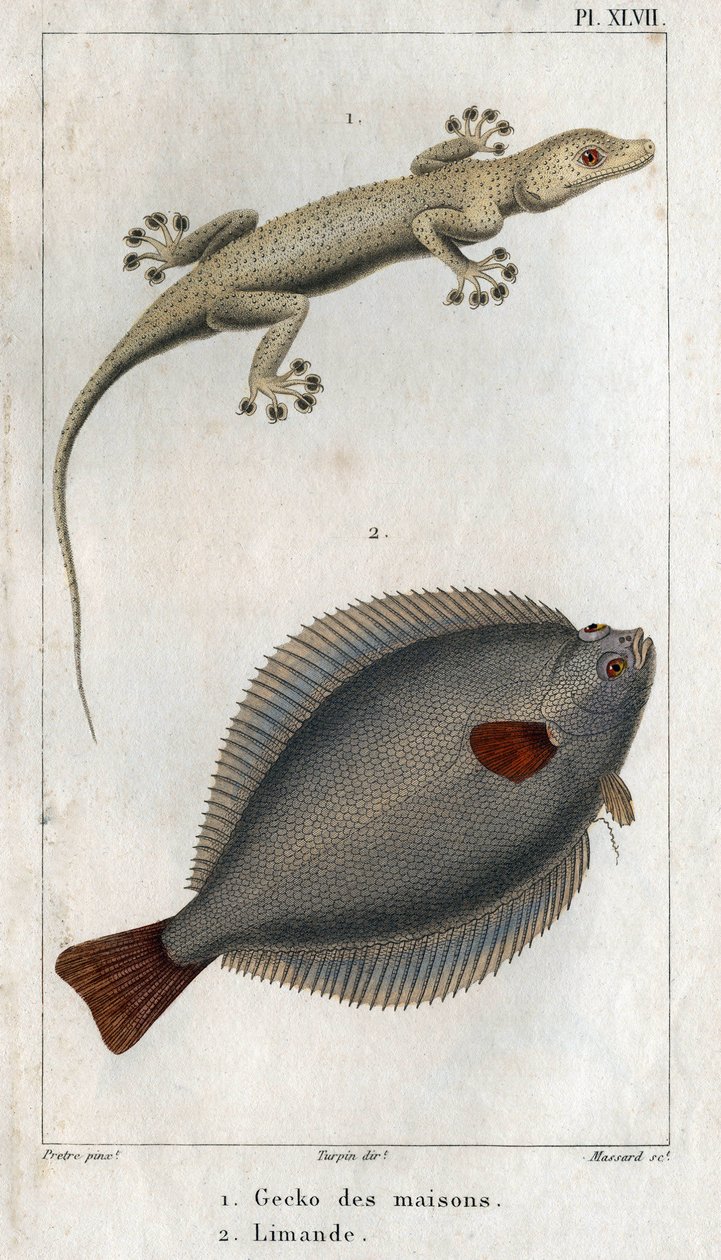 Gekkoen av hus og Limand. Tallerken hentet fra "" Fauna of Physics or History of Animals and their Products"" av Hippolyte Cloquet av Hippolyte Cloquet