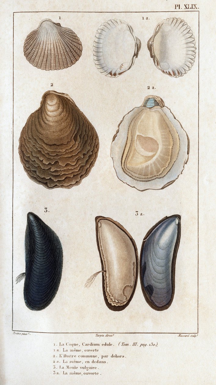 Skroget, det samme åpne, den vanlige østersen, den samme åpne, den vulgære muggsoppen, den samme åpne.» Fauna av leger eller historie om dyr og deres produkter av Hippolyte Cloquet"" - av Hippolyte Cloquet