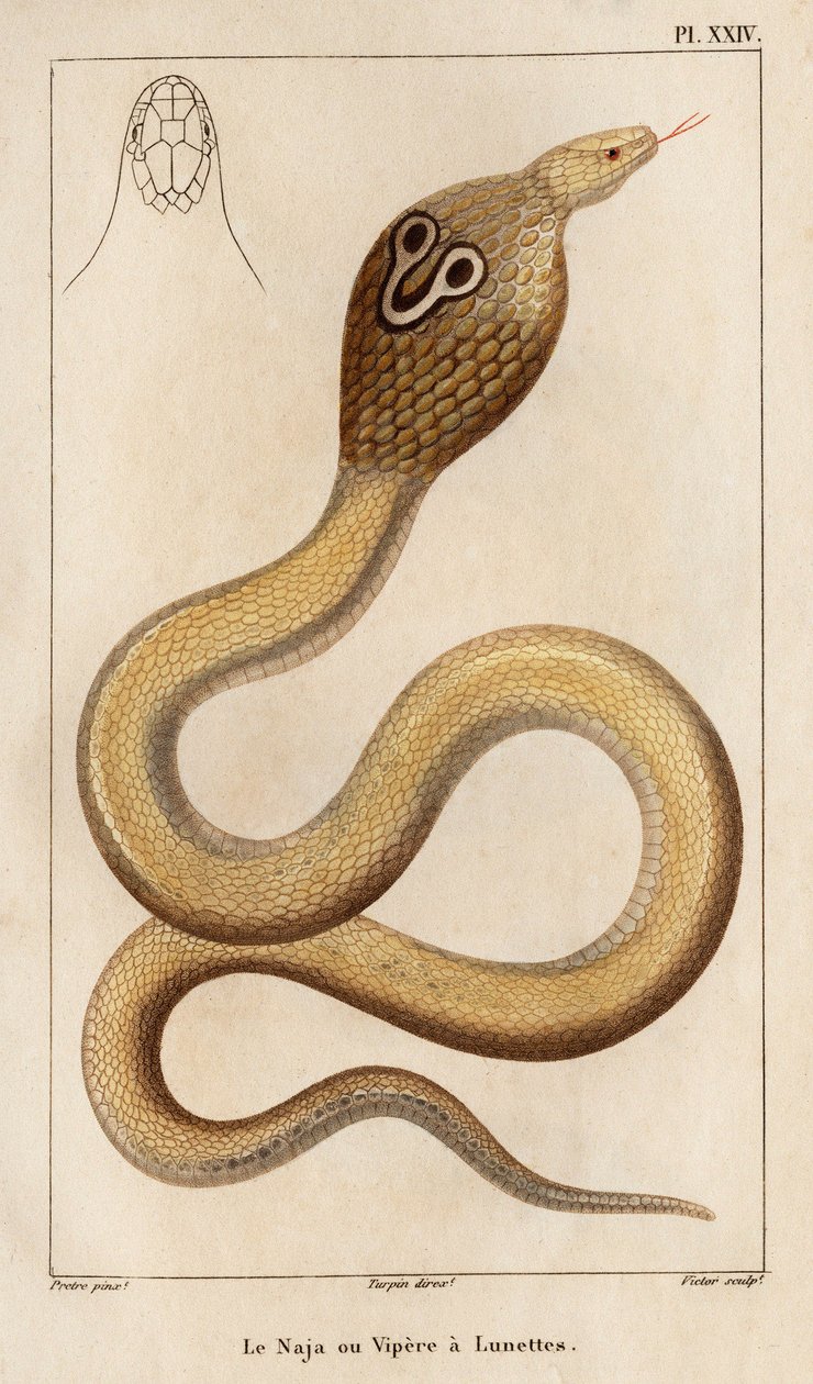 Najaen eller hoggormen har briller." "Fauna des Mdecins eller historien om dyr og deres produkter av Hippolyte Cloquet" - Bind 6 - 1825. av Hippolyte Cloquet