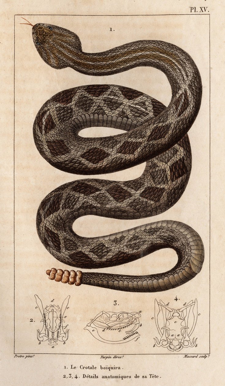 The Rattlesnake vil drikke, anatomiske detaljer av hodet hans."" Fauna av leger eller historie om dyr og deres produkter av Hippolyte Cloquet"" - av Hippolyte Cloquet