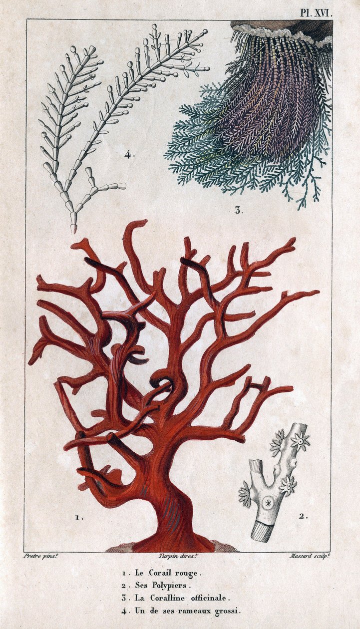 Den røde korallen, dens polypier, Coralline officinale, en av de grove grenene. i "" Fauna of the Docks or History of Animals and their Products by Hippolyte Cloquet"" - bind 6 - 1825. av Hippolyte Cloquet