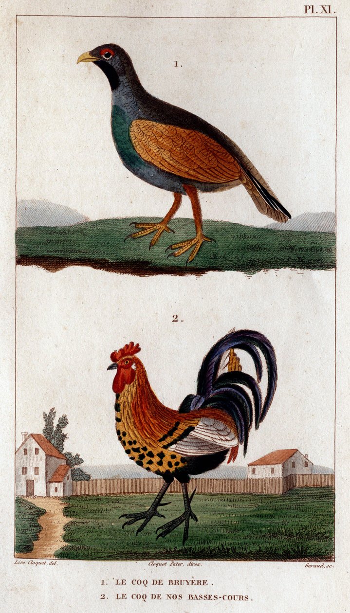 Hanen til Bruyere og hanen på våre lave baner."" Fauna des Mdecins eller historien om dyr og deres produkter av Hippolyte Cloquet" - Bind 6 - 1825. av Hippolyte Cloquet