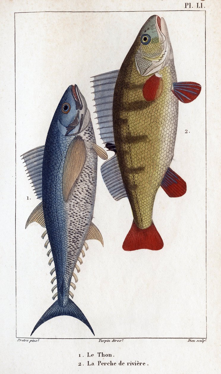 Tunfisk og elveabbor."" Legers fauna eller historien til dyr og deres produkter av Hippolyte Cloquet"" - av Hippolyte Cloquet