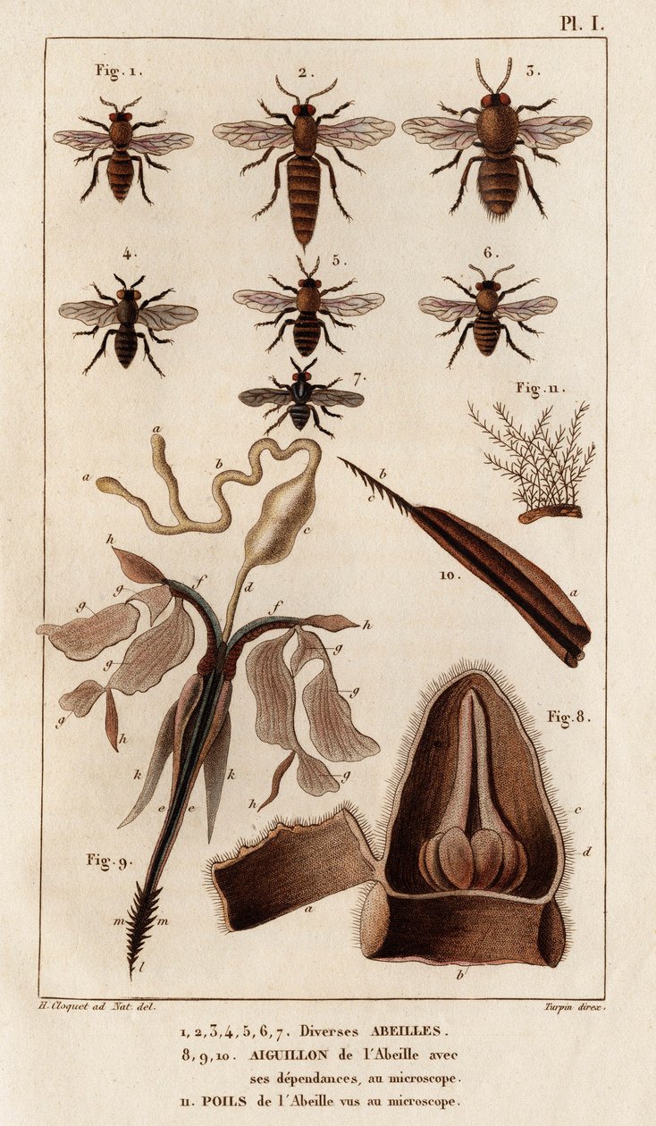 Forskjellige bier." "Fauna des Mdecins eller historien om dyr og deres produkter av Hippolyte Cloquet" - Bind 6 - 1825. av Hippolyte Cloquet