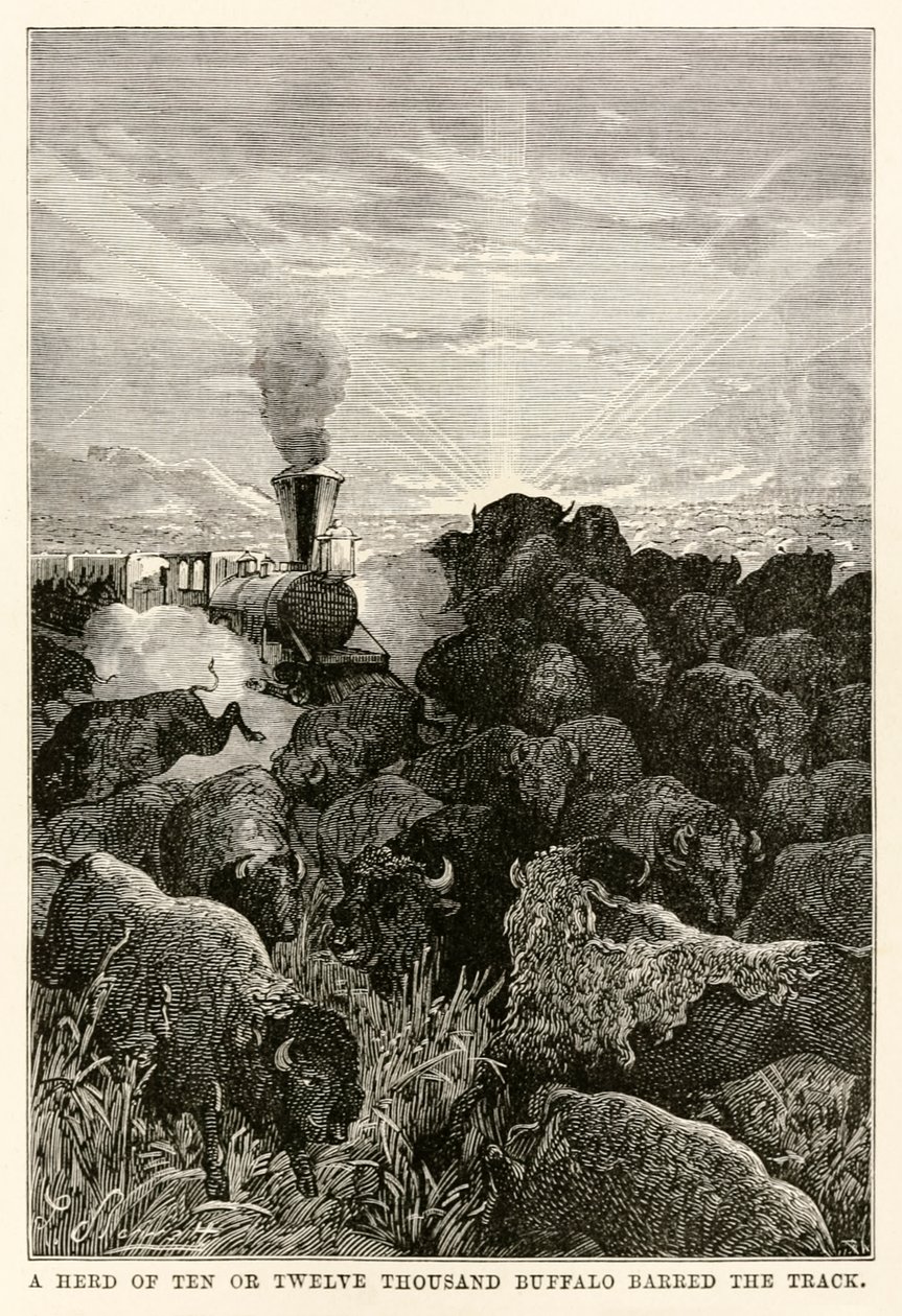 En flokk på ti eller tolv tusen bøfler sperret sporet, fra Around the World in Eighty Days av Jules Verne (1828-1905), gravert av Louis Prevost, 1873 av Hippolyte Leon Benett