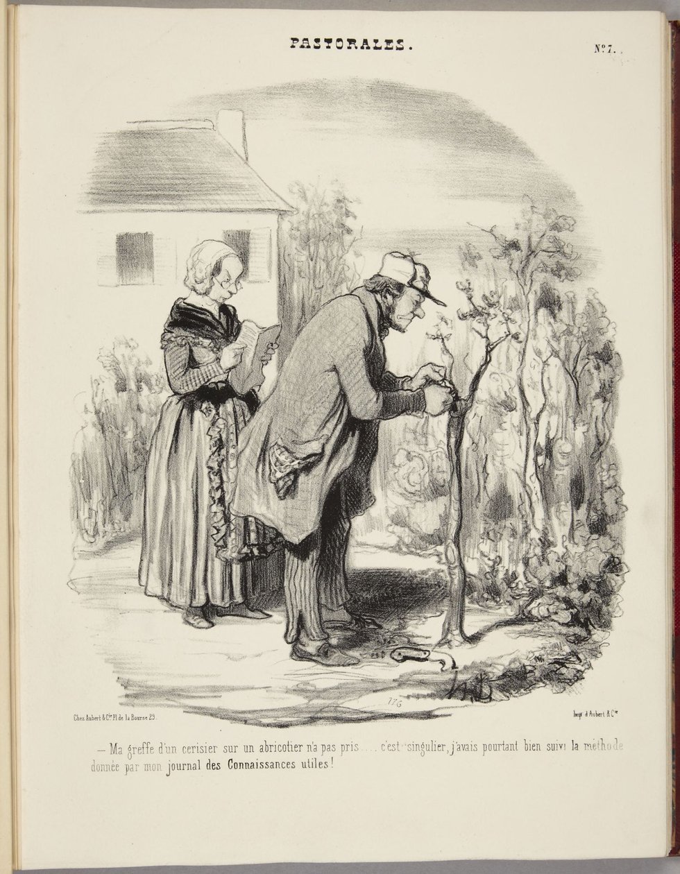 Podingen min av et kirsebærtre på et aprikostre har ikke tatt... av Honoré Daumier