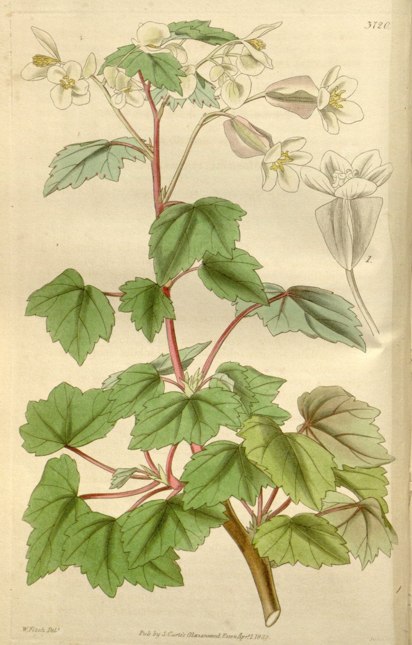 Begonia dregei som Begonia parvifolia Graham av Hooker