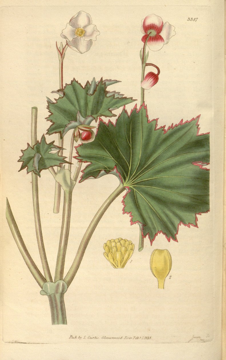 Begonia geraniifolia av Hooker