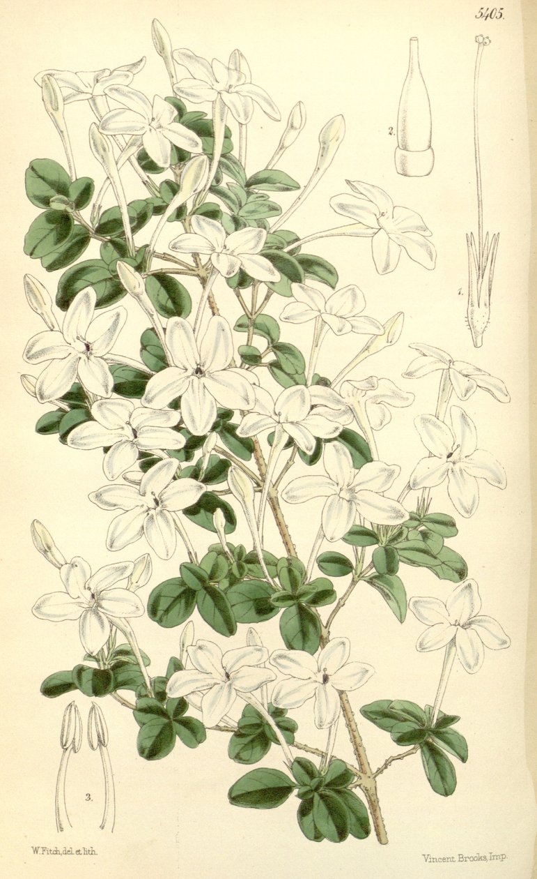 Pseuderanthemum tuberculatum av Hooker f.