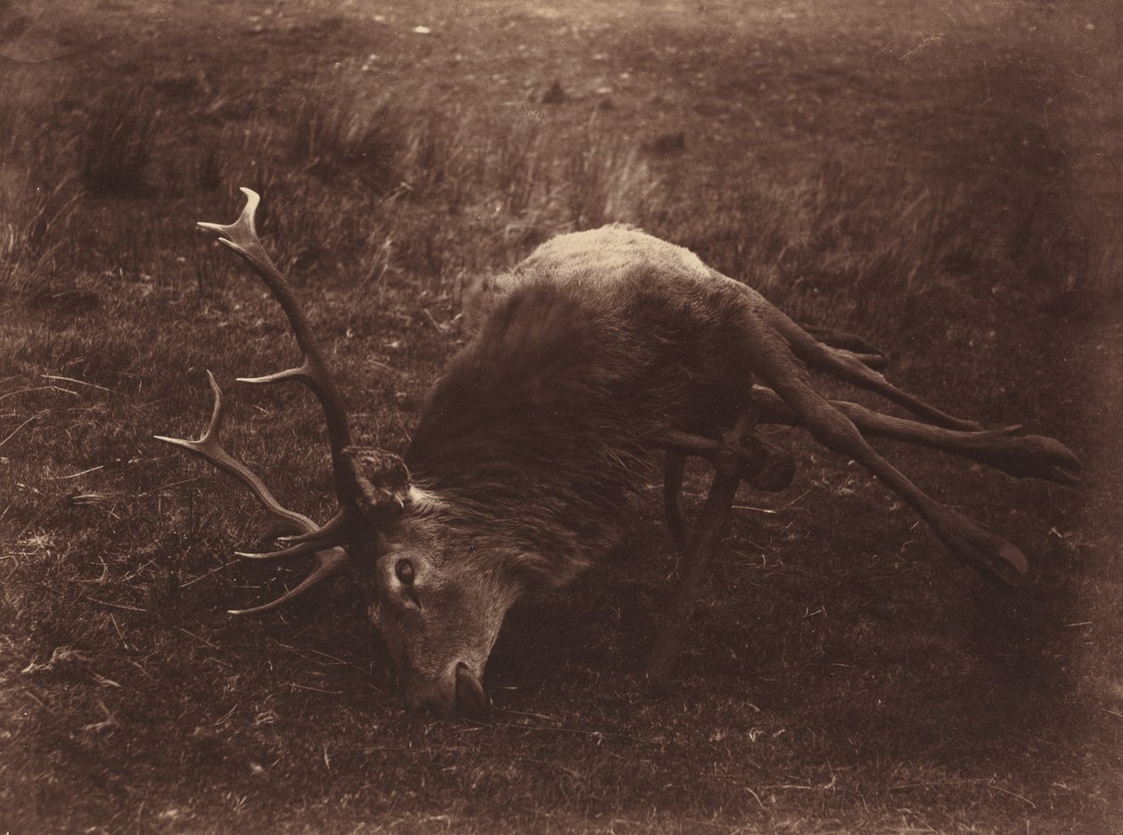  av Horatio Ross