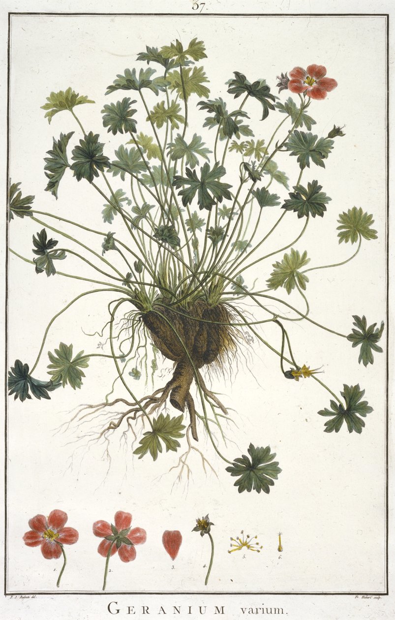 Geranium Varium, fra Geraniology, eller fra historien til Erodii, Pelargonii, Monsonia og Grieli, illustrert av ikoner, 1787-1788 av Hubert Robert
