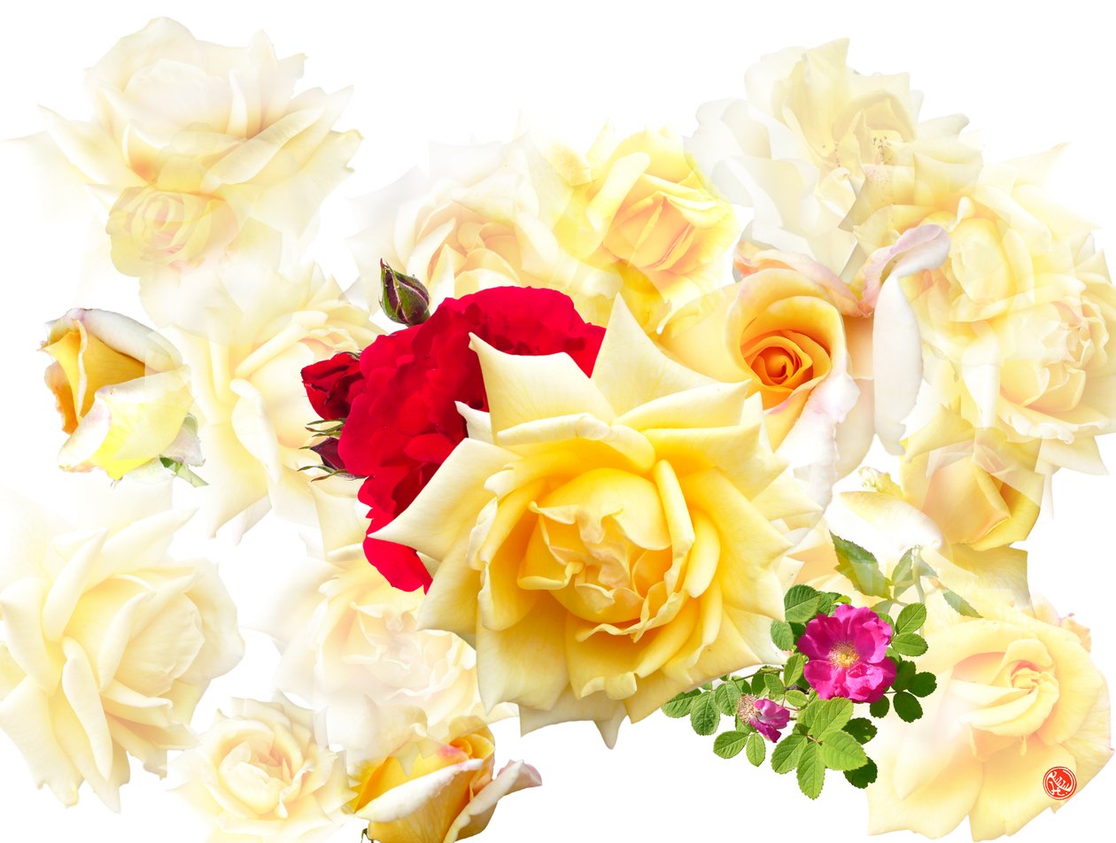 ROSE DREAM av Hugo Nefe