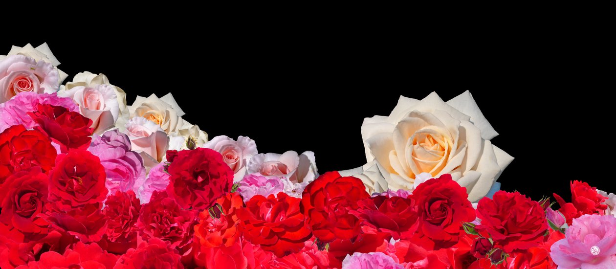ROSE DREAM 2 av Hugo Nefe