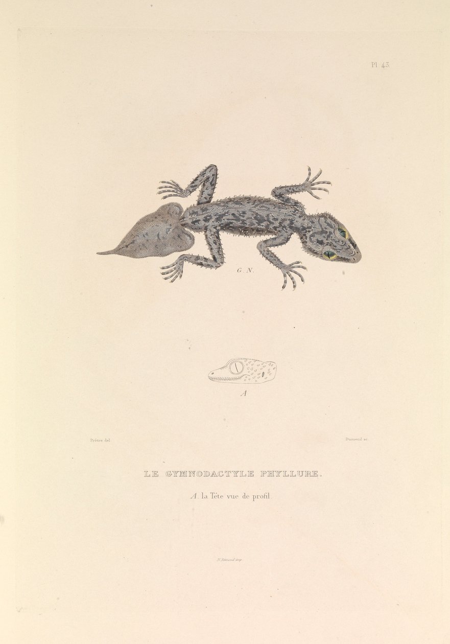  av Hyacinthe Yves Philippe (1781 1846) Potentien