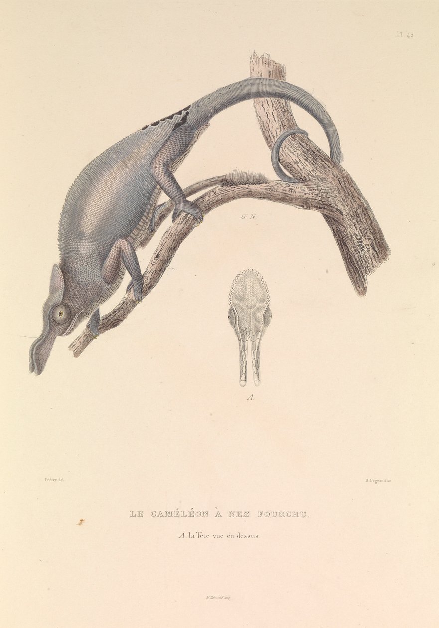  av Hyacinthe Yves Philippe (1781 1846) Potentien