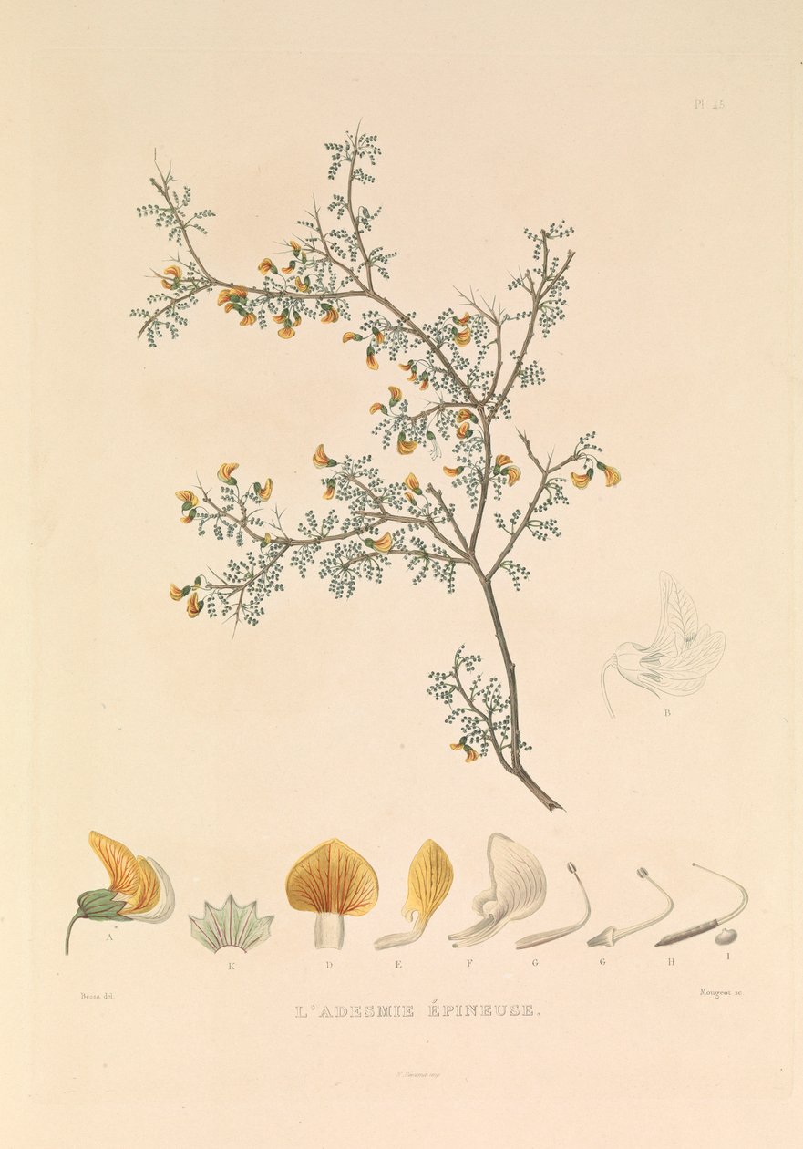  av Hyacinthe Yves Philippe (1781 1846) Potentien