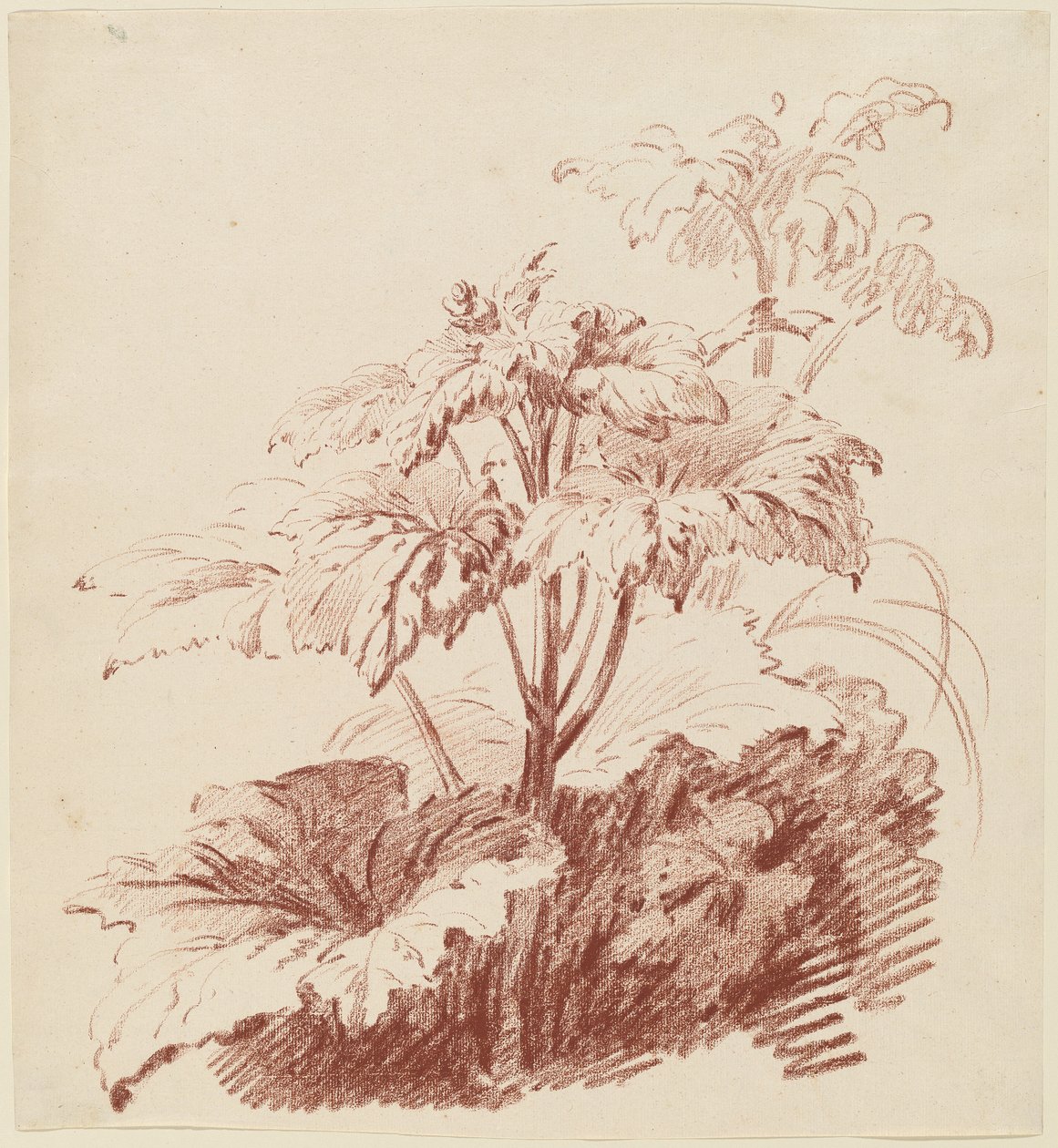 Blomstrende plante med knopper av I Jean Baptiste Hüet