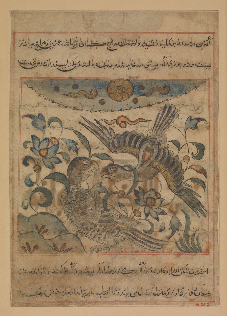 Par av ørn, folio fra en Manafi