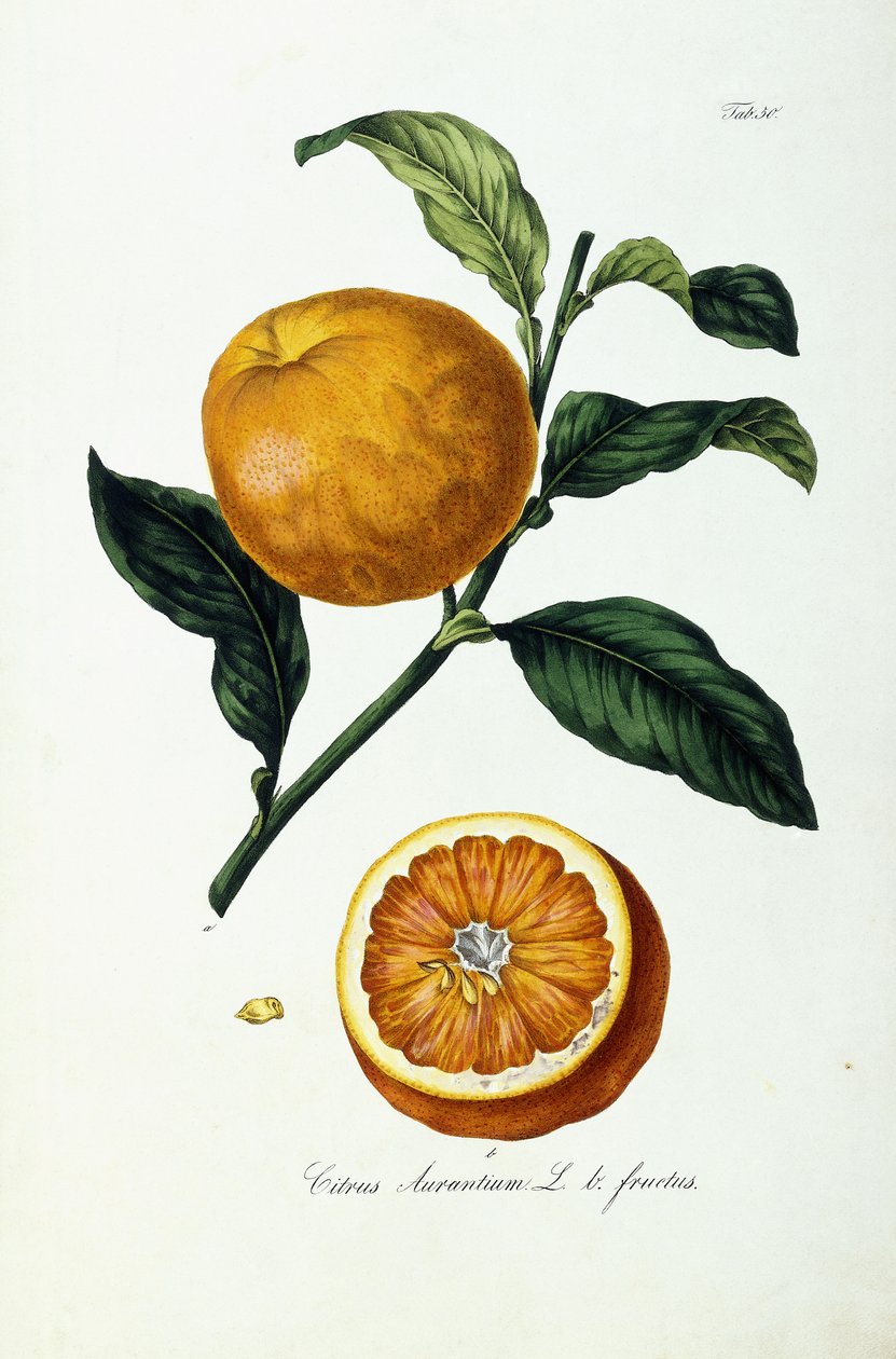 Oransje frukt, sitrus av Ignaz (after) Strenzl