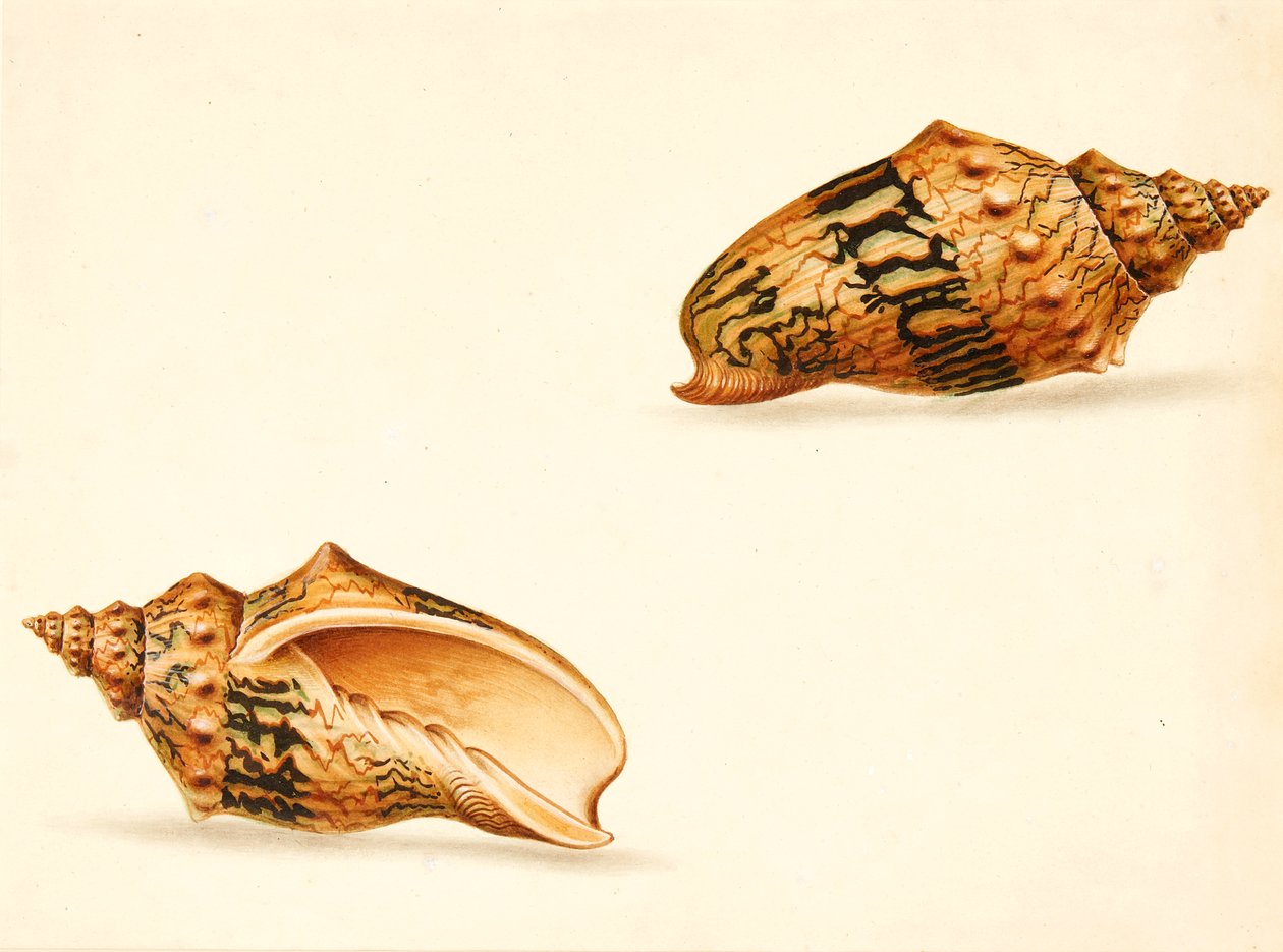 Shell-studie (blandet media) av Ignaz Von (manner of) Born