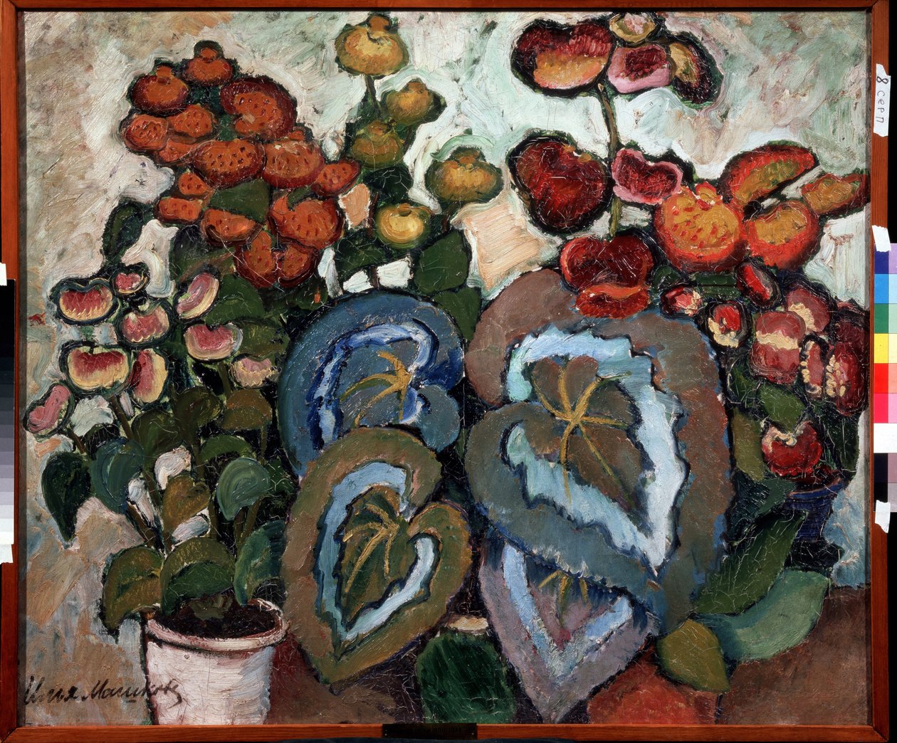 Begonia. Peinture de Ilya Ivanovich Mashkov (Ilia Machkov, Matchkov) (1881-1944), huile sur toile av Ilya Ivanovich Mashkov