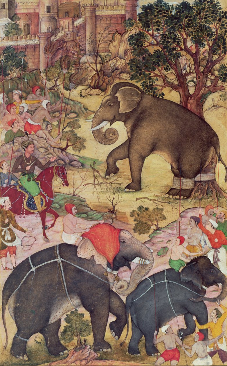 Akbar inspiserer den ville elefanten fanget fra flokken nær Malwa, fra Akbarnama, Mughal, ca. 1590-95 (ugjennomsiktig wc og gull på papir) av Indian School