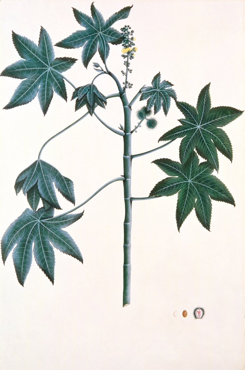 Ricinusoljeplante, ca. 1801-4 (gouache og blekk på papir) av Indian School