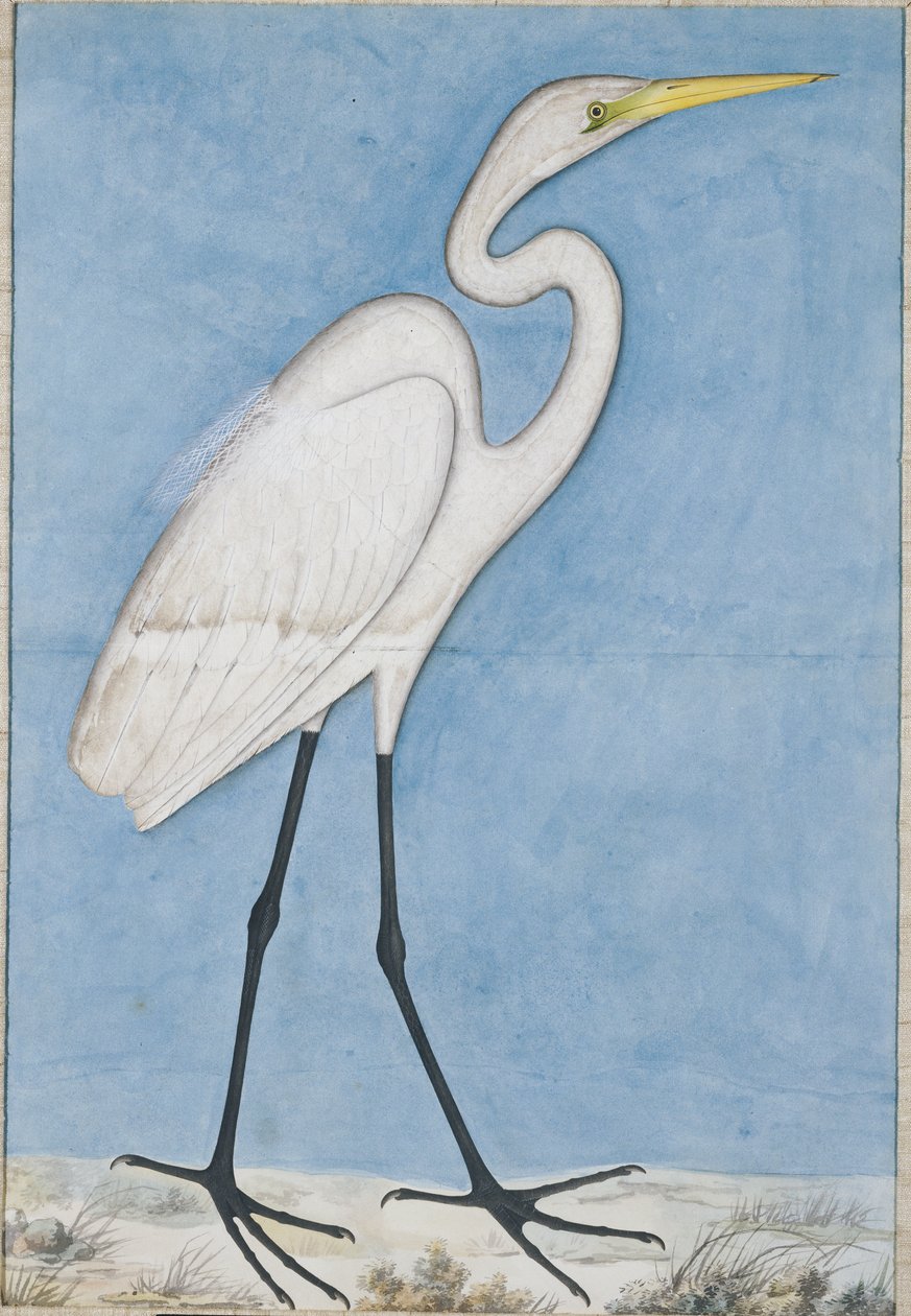 A Great Egret, Lucknow, ca. 1790 av Indian School