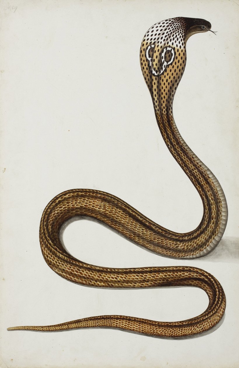 En kobra (Maja tripudians) med hettespredning, 1785-89 (ugjennomsiktig wc på papir) av Indian School