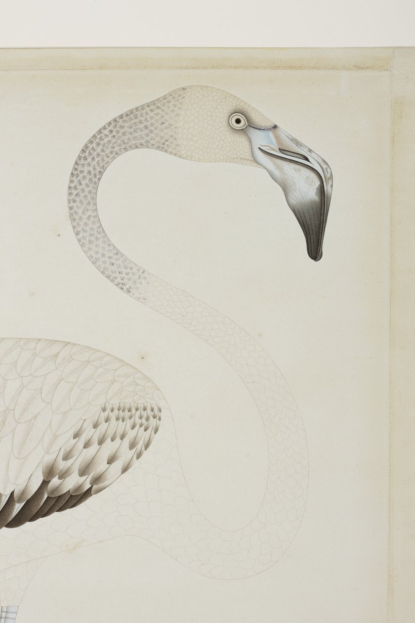 En flamingo, detalj, ca. 1780 (ugjennomsiktig wc på papir) av Indian School