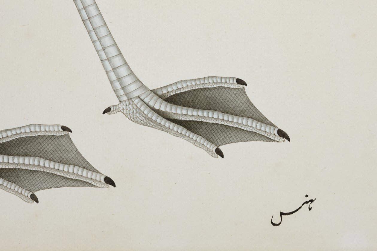En flamingo, detalj, ca. 1780 (ugjennomsiktig wc på papir) av Indian School