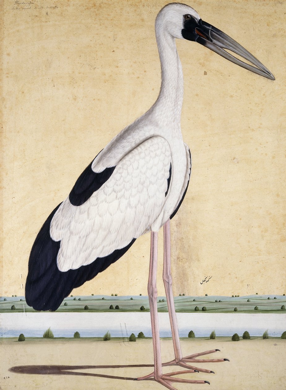 En stork med åpent nebb, ca. 1780 av Indian School