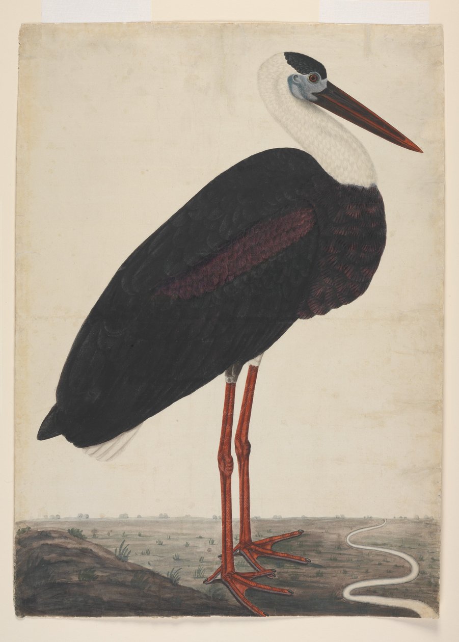 Black Stork in a Landscape, ca. 1780 (ugjennomsiktig akvarell på europeisk papir) av Indian School
