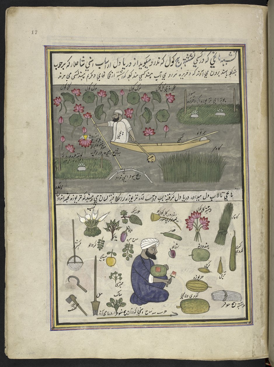 Båtmann samler lotusrot; jordbruk på vannet,  86 tegninger bundet inn i et bind som viser handel og yrker i Kashmir, håndverkere vises i arbeid med redskaper og utstyr,  Av en Kashmir-kunstner, sannsynligvis i Srinagar, ca. 1850-60 (gou av Indian School