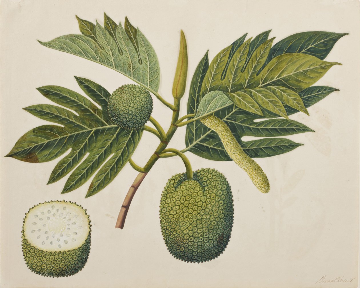 Brødfruktblomst, løvverk og frukt, ca. 1820 (ugjennomsiktig wc på papir) av Indian School