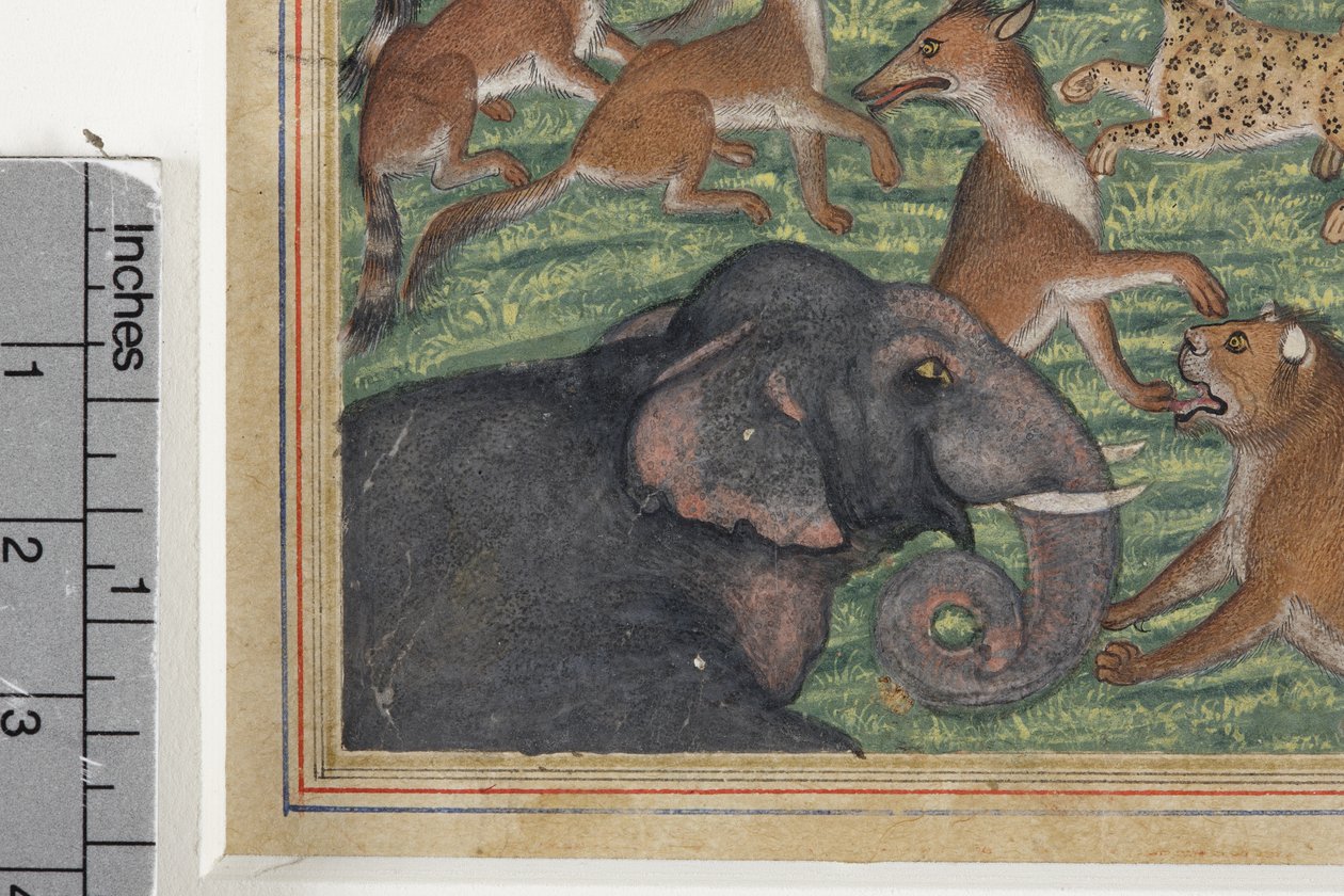 Detalj fra Sjakalen som utropte seg til konge, ca. 1560-65 (ugjennomsiktig wc og gull på papir) av Indian School