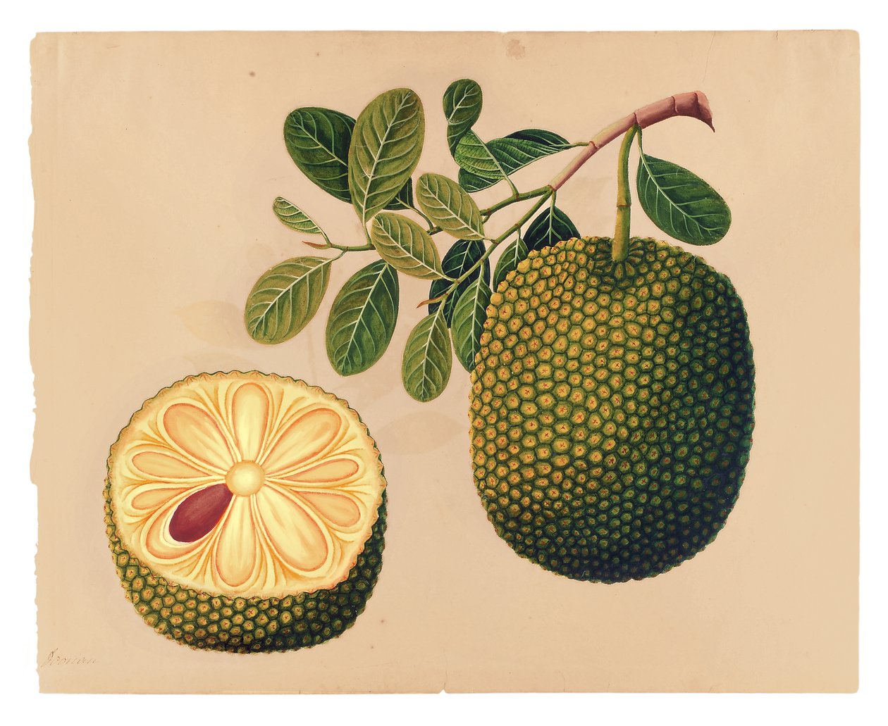 Durian Fruit and Foliage, ca. 1815 (ugjennomsiktig wc på papir) av Indian School