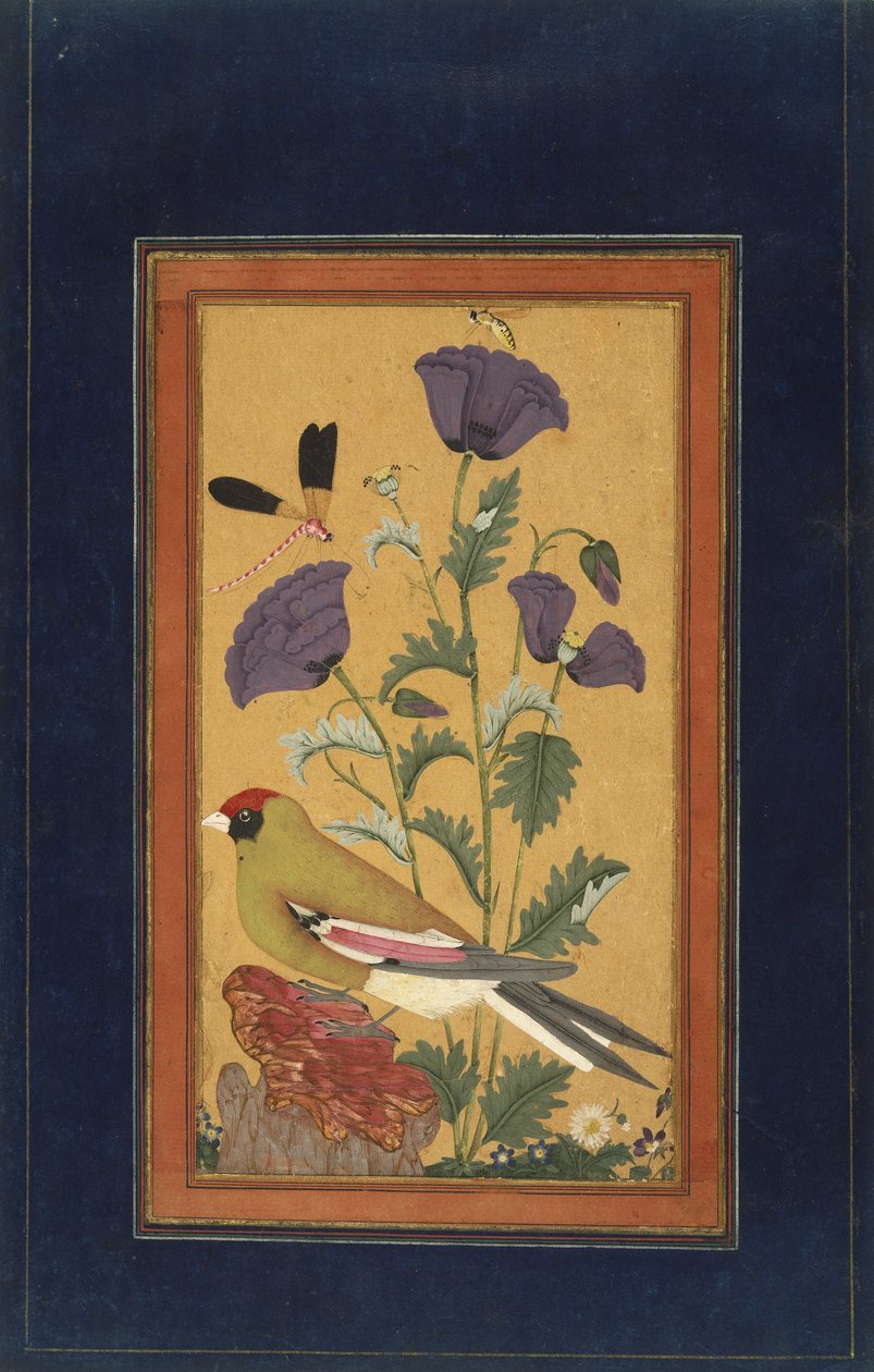 Fink, valmuer, øyenstikker og bie, 1650-70 (ugjennomsiktig wc og gull på papir) av Indian School